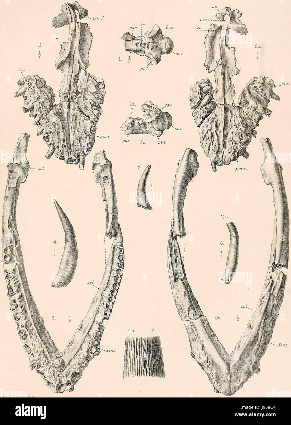 Muraenosaurus leedsii, eine Art prähistorischer Meeresreptilien, lebte während der Jurazeit. Er war für seinen langen Hals bekannt und war zu seiner Zeit ein wichtiger Teil des Meeresökosystems. Stockfoto