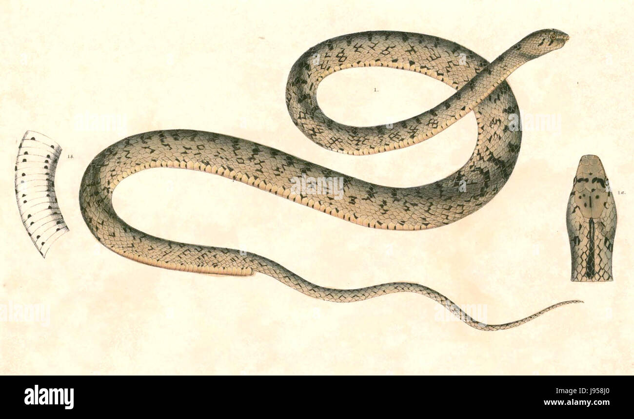 Platyceps ventromaculatus, auch bekannt als Hardwickeâ™s Racer, ist eine Schlangenart, die auf dem indischen Subkontinent beheimatet ist. Er zeichnet sich durch seinen langen Körper und seine auffällige Färbung aus, wodurch er sich in seine Umgebung einfügt. Stockfoto