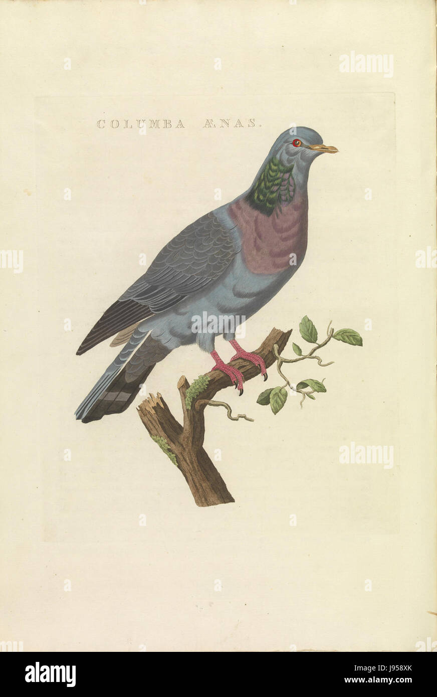 Der Druck „Columba oenas“, Teil der Sammlung „Nederlandsche vogelen“, zeigt die in den Niederlanden heimische Taubenart. Diese Arbeit ist Teil einer detaillierten ornithologischen Studie. Stockfoto
