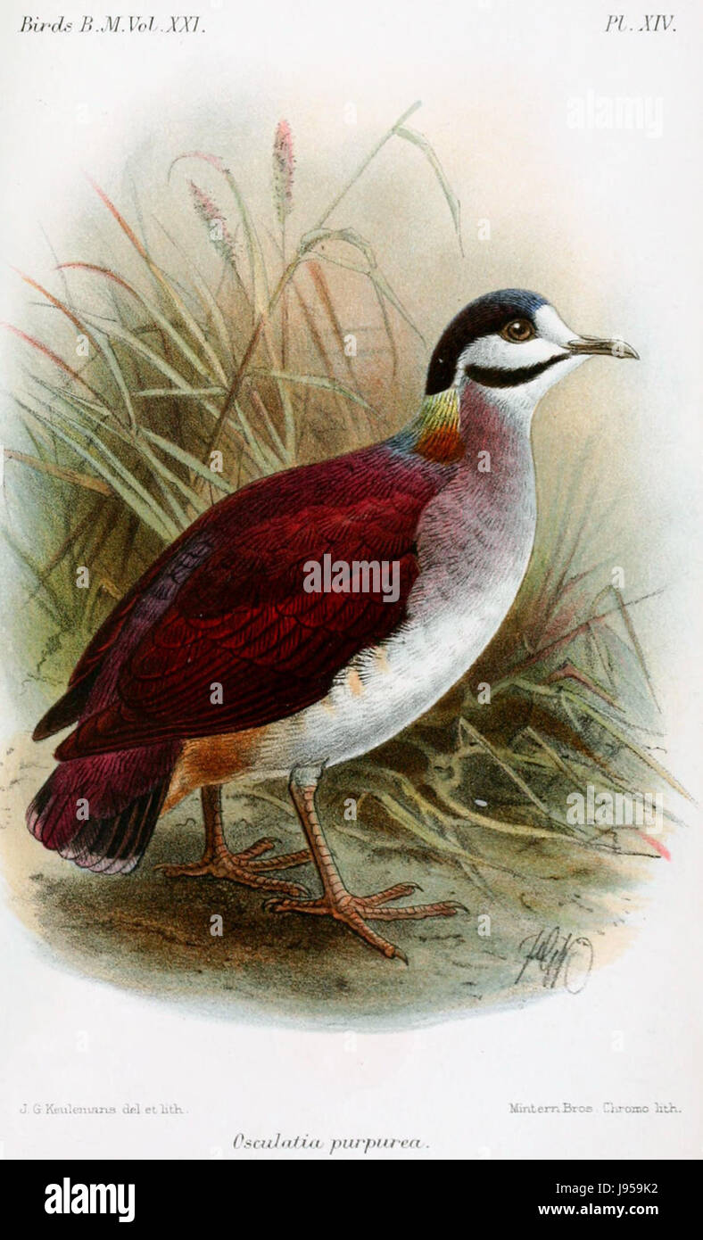 Dieser Titel bezieht sich auf ein Werk oder eine Illustration, die möglicherweise mit einem naturgeschichtlichen Thema zusammenhängt, wie etwa eine Darstellung einer Art oder eines botanischen Themas von Keulemans, einem bekannten Illustrator. Stockfoto