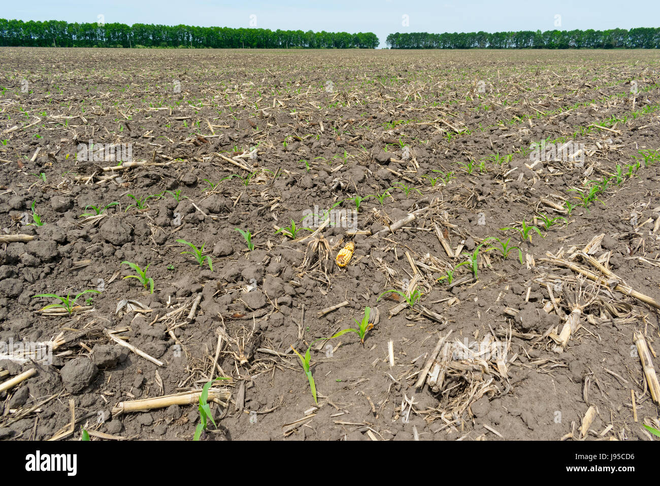 Mais-Feld ausgesät mit Direktsaat-Technologie im Frühsommer Stockfoto