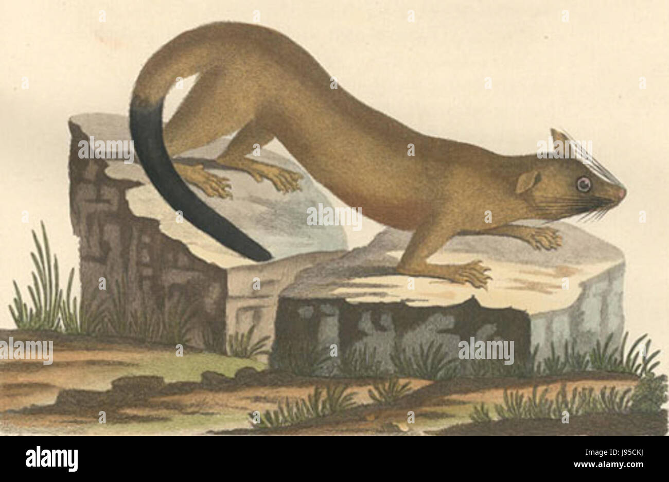 Die Vulpine opossum (Didelphis vulpina) ist ein Beuteltier aus Südamerika. Er ist bekannt für sein fuchsähnliches Aussehen mit einem langen, buschigen Schwanz und spitzen Ohren. Die Art ist nachtaktiv und ernährt sich hauptsächlich von Insekten und kleinen Wirbeltieren. Als opportunistischer Feeder spielt er eine wichtige Rolle bei der Kontrolle der Insektenpopulationen und der Erhaltung des ökologischen Gleichgewichts. Stockfoto