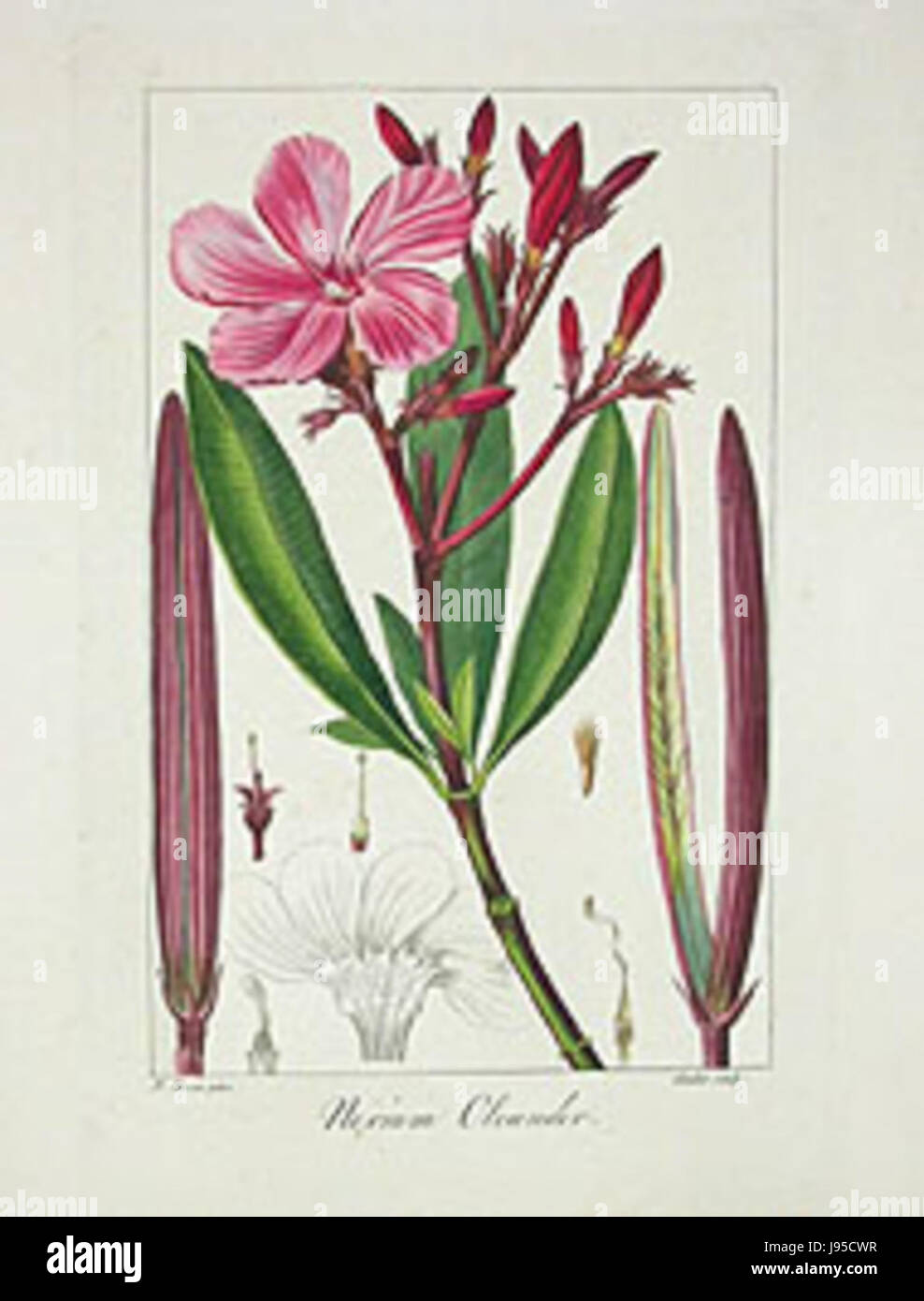 Pancrace Bessas Illustration von Nerium Oleander, einer toxischen Pflanzenart, zeigt die detaillierte botanische Kunst des 19. Jahrhunderts. Stockfoto