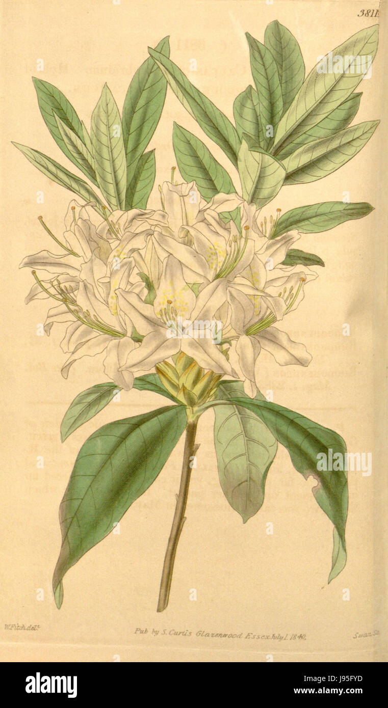 Kaukasus rhododendron -Fotos und -Bildmaterial in hoher Auflsung  Alamy