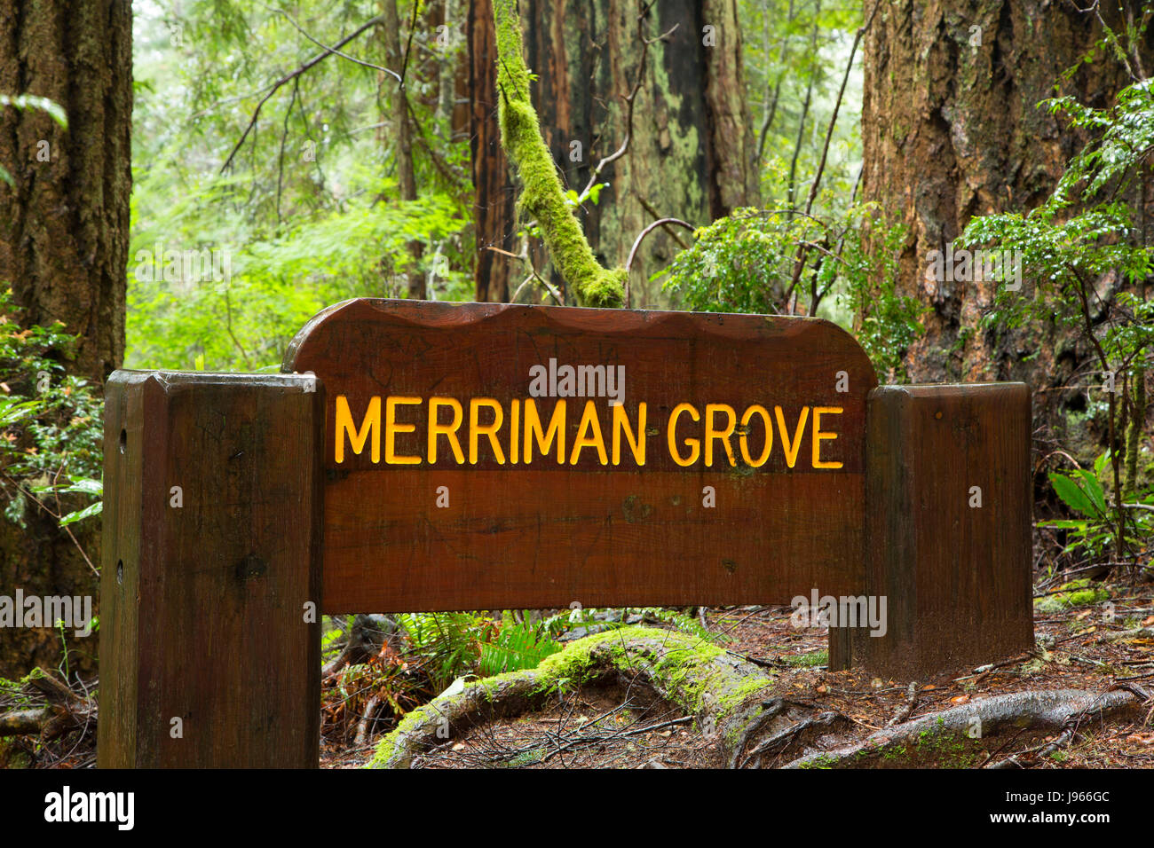 Memorial Grove Zeichen entlang Ah-Pah Interpretive Trail, Prairie Creek Redwoods State Park, Redwood National Park, Kalifornien Stockfoto