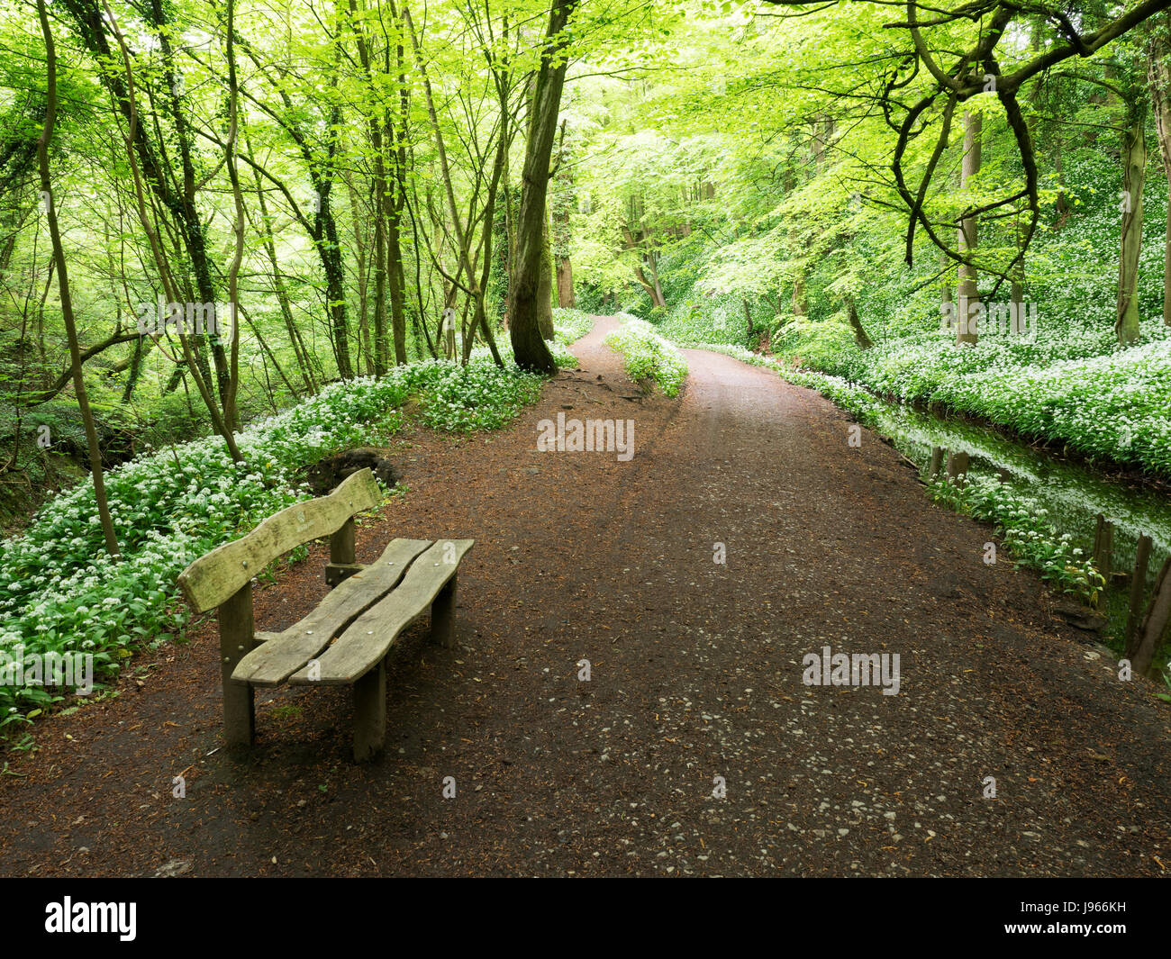 Holzbank auf dem Weg in Skipton Schloß Wald im Frühjahr Skipton North Yorkshire England Stockfoto