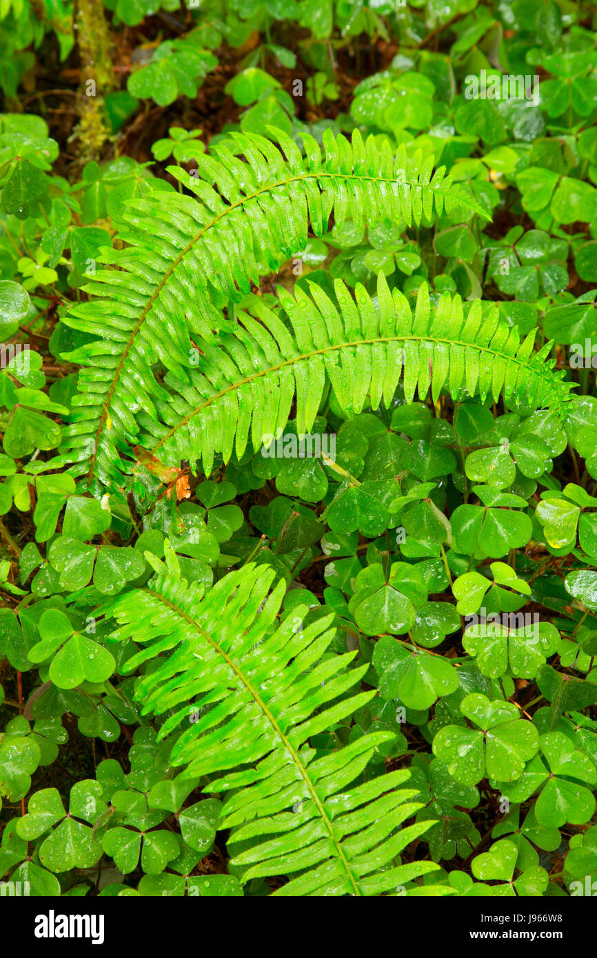 Westlichen Schwert Farn entlang Dom Bäume Trail, Prairie Creek Redwoods State Park, Redwood National Park, Kalifornien Stockfoto