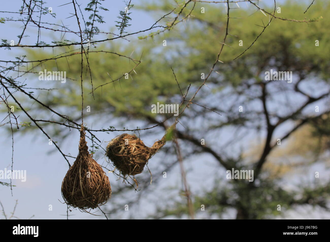 Afrika, Dornen, Nest, Netting, Voliere, Baum, Afrika, Dornen, Nest, Netting, Stockfoto