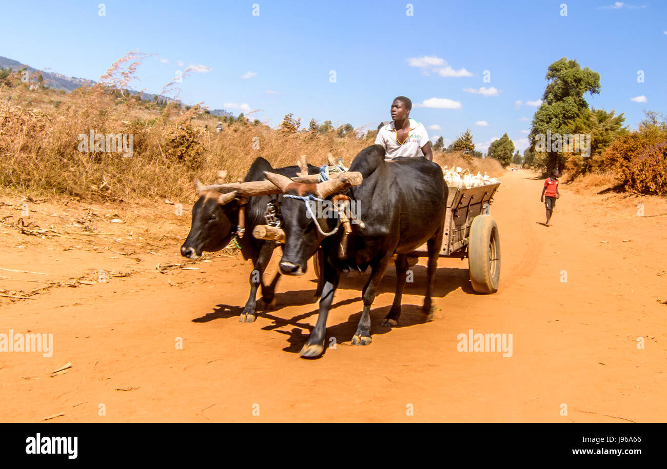 Mann fahren einen Ochsenkarren tragen eine Last von Mais geerntet nur aus seinem Gebiet in Mphalale Dorf in der Nähe von Flugfeld, Malawi, Afrika Stockfoto