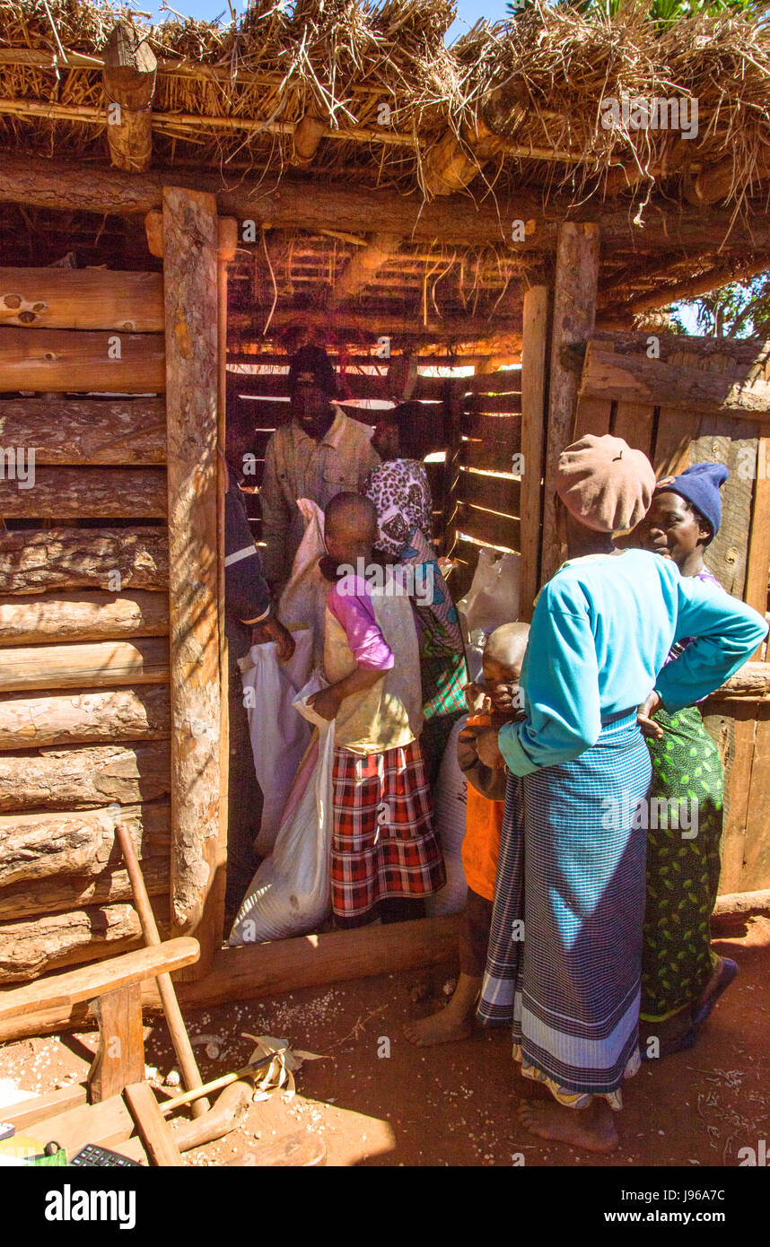 Frauen und Kinder bringen Mais zum Verkauf an einen malawischen Unternehmer im ländlichen Dorf Thomo, in der Nähe von Flugfeld, Malawi, Afrika Stockfoto