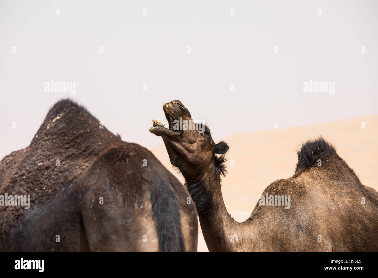 Porträt von einem seltenen schwarzen Kamel in der Wüste. Liwa Wüste, Vereinigte Arabische Emirate. Stockfoto Porträt von einem seltenen schwarzen Kamel in der Wüste. Liwa Wüste, Vereinigte Arabische Emirate. Stockfoto