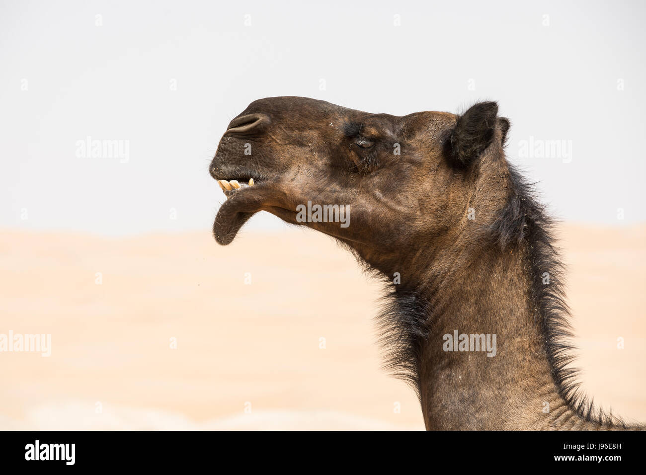 Porträt von einem seltenen schwarzen Kamel in der Wüste. Liwa Wüste, Vereinigte Arabische Emirate. Stockfoto Porträt von einem seltenen schwarzen Kamel in der Wüste. Liwa Wüste, Vereinigte Arabische Emirate. Stockfoto