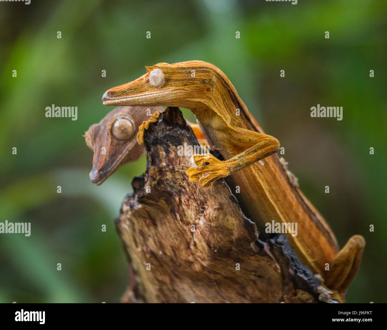 Zwei Blattschwanzgecko, der auf einem Ast sitzt. Ungewöhnliche Perspektive. Madagaskar. Stockfoto