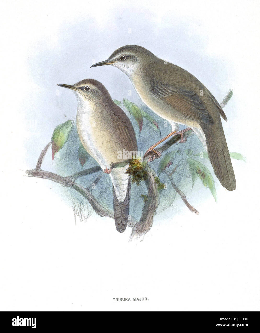 TriburaMajor bezieht sich wahrscheinlich auf einen Begriff oder Begriff aus einem bestimmten historischen, wissenschaftlichen oder literarischen Gebiet. Dabei kann es sich um einen Namen, Titel oder eine Klassifizierung handeln, die sich auf ein bestimmtes Thema bezieht. Stockfoto