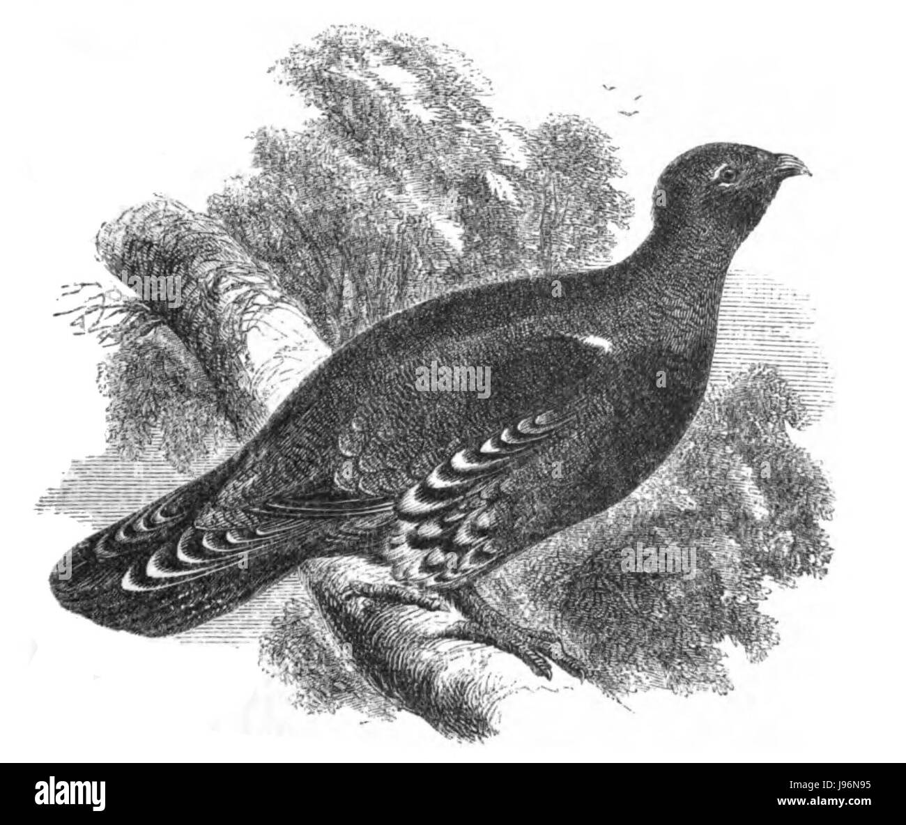 Auerhuhn, ein großer Waldhühner, der in Europa und Teilen Asiens beheimatet ist, ist in diesem naturgeschichtlichen Kontext zu sehen. Bekannt für sein markantes Aussehen und seine ausgeklügelten Paarungen ist sie eine Schlüsselart in Waldökosystemen. Stockfoto