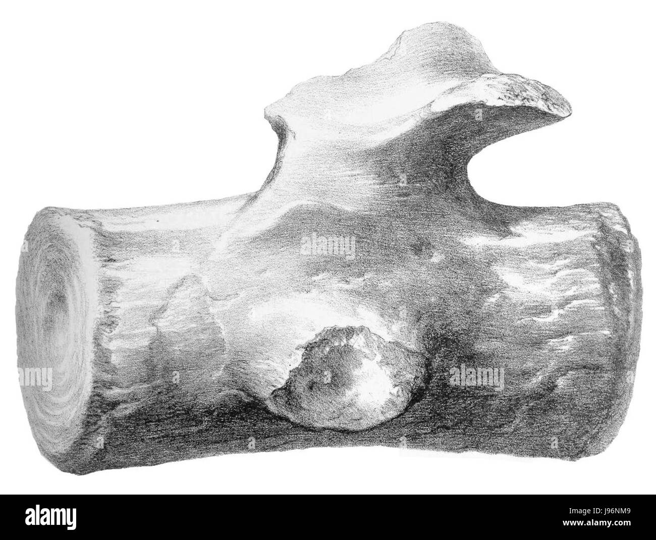 Owen Basilosaurus Wirbel ist ein fossiler Wirbel aus Basilosaurus, einem alten Meeresreptil aus dem späten Eozän. Dieses Exemplar bietet wertvolle Einblicke in die Evolution und Anatomie prähistorischer Meeresbewohner. Stockfoto