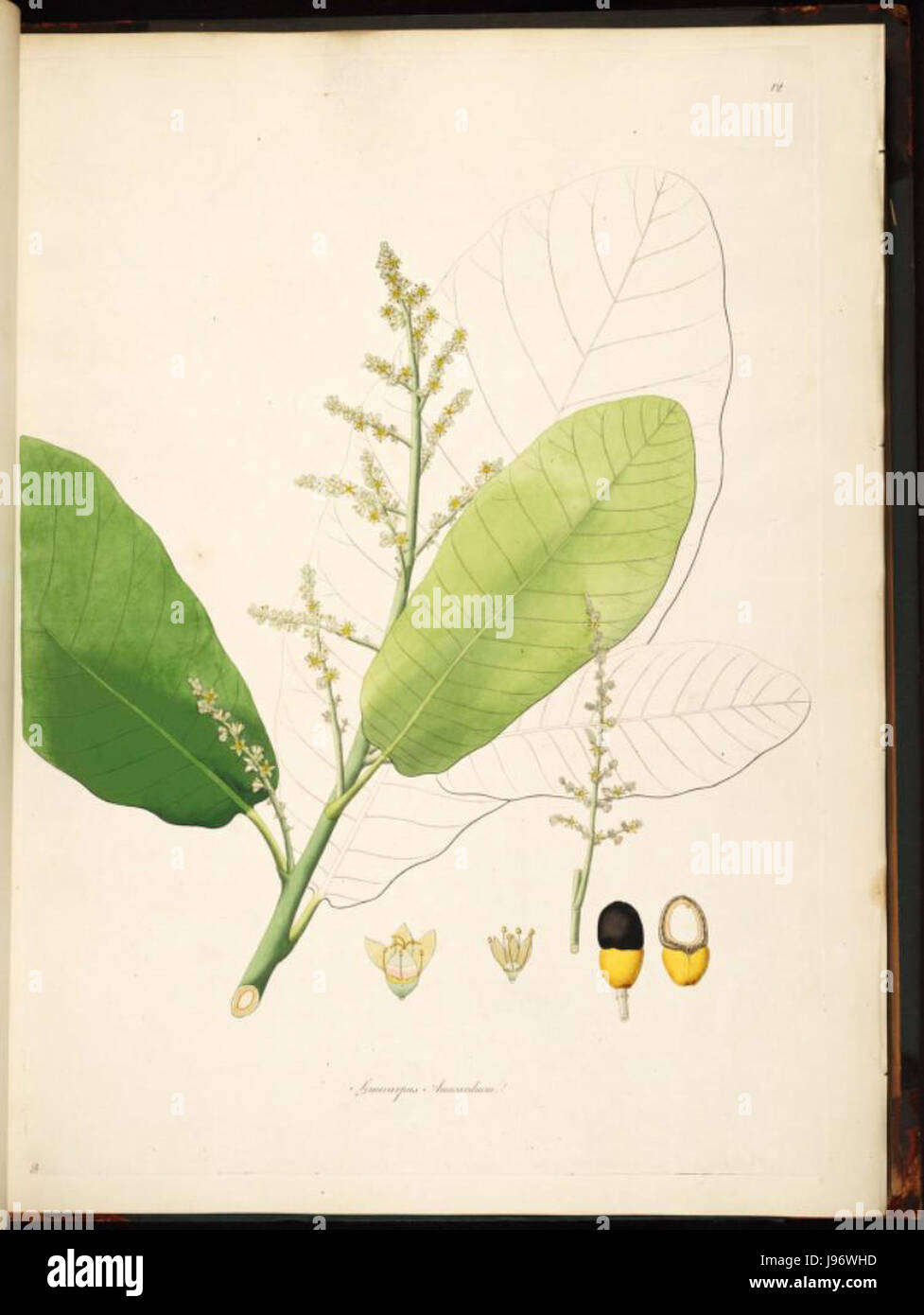 Semecarpus Anacardium original Stockfoto