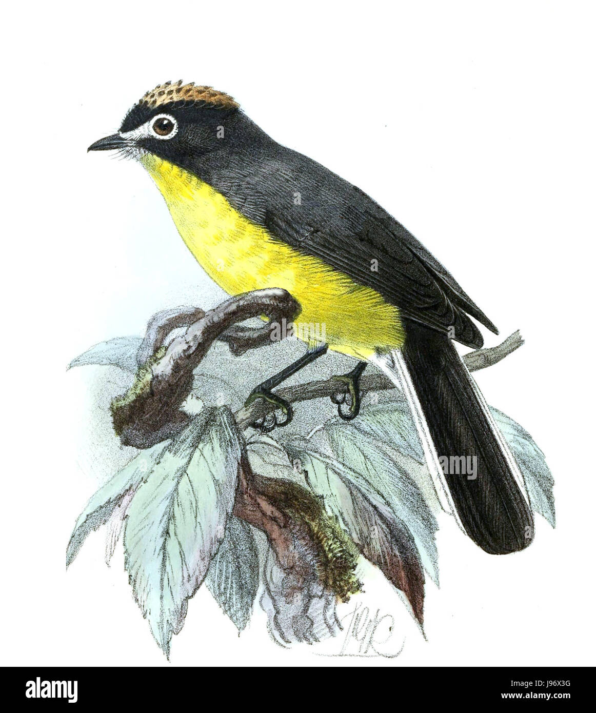*Setophaga albifrons*, oder der Weißfrontwirbel, ist ein kleiner singvogel, der für seine markante weiße Stirn bekannt ist. Die von Keulemans illustrierte Vogelart ist in Nordamerika beheimatet und wird für ihr lebendiges Gefieder bewundert. Stockfoto