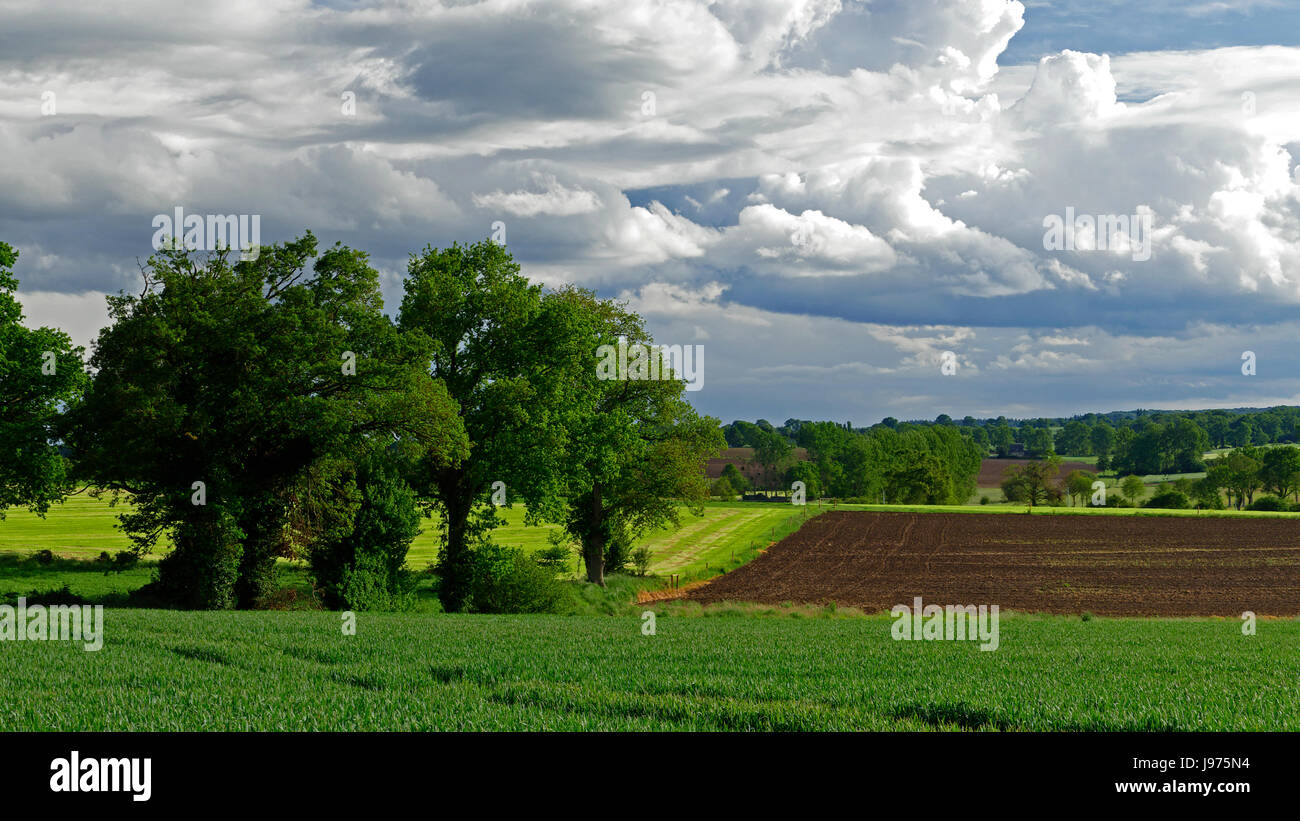 Ackerland im Frühjahr (Mai), bestellten Feldern (Feld der whea), gepflügten Feldes (Norden Mayenne, Pays de la Loire, Frankreich, Europa). Stockfoto