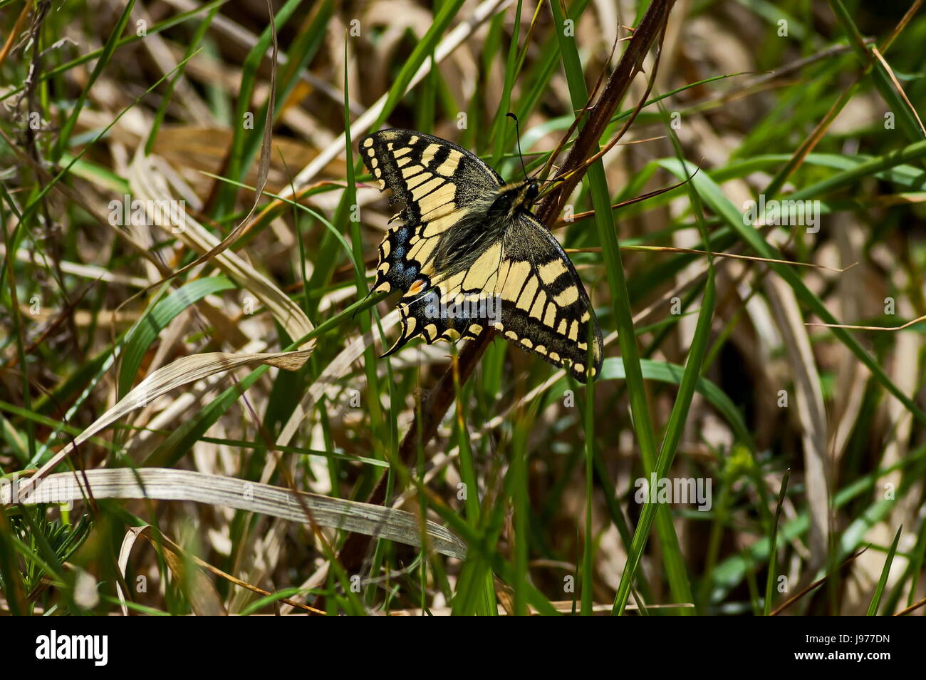 Tiger Schwalbenschwanz Schmetterling, Mahaon oder Papilio auf eine neue und trockene Pflanze, Plana Berg, Bulgarien Stockfoto