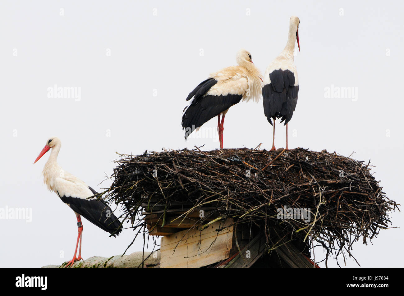 Höckerschwan Stockfoto