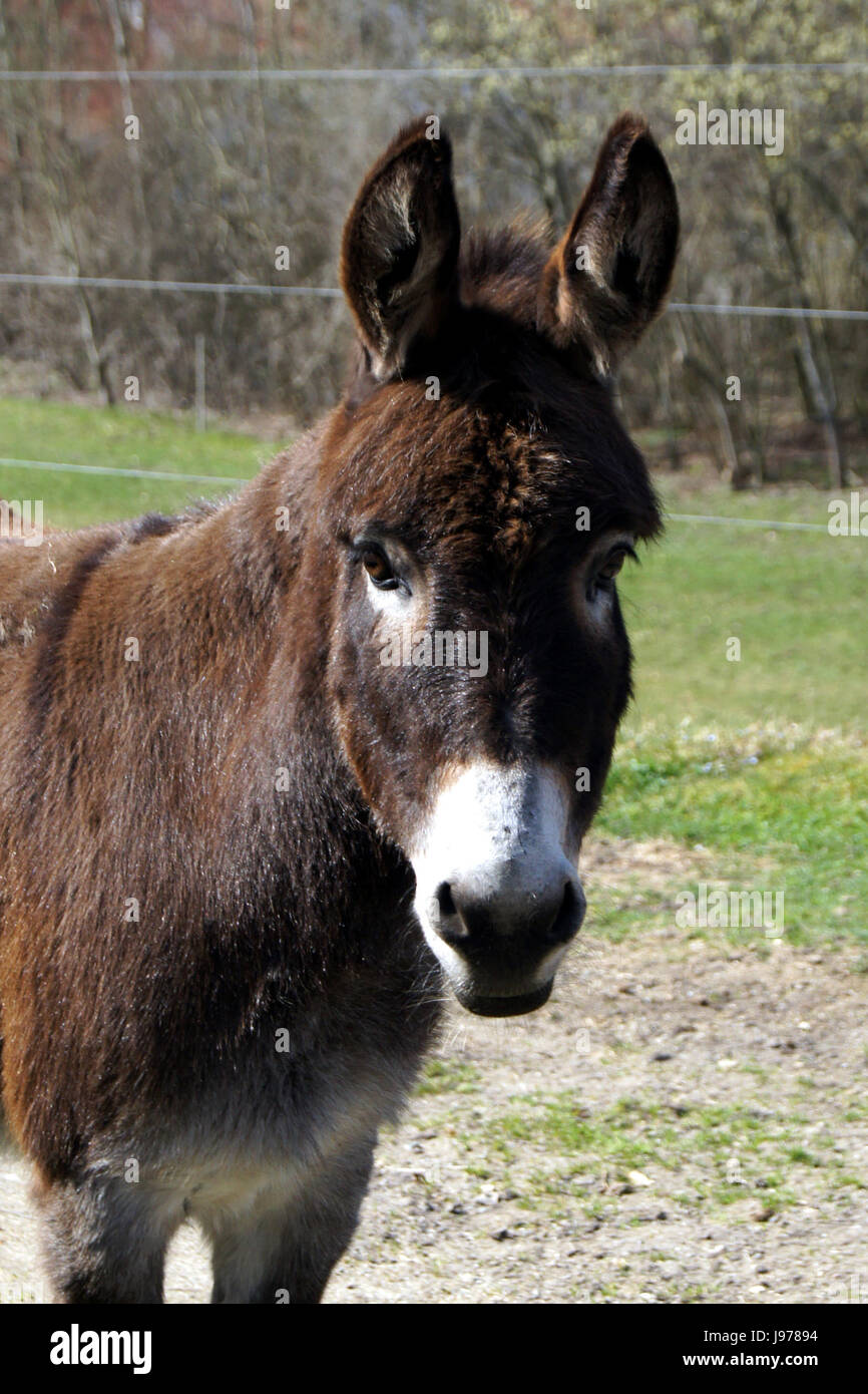 Esel, fotografiert auf einer Reise in Bayern Stockfoto