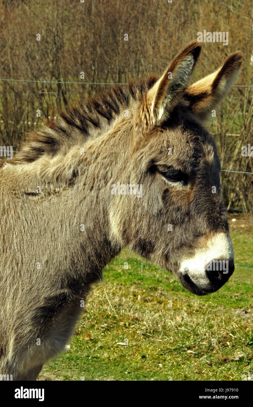 Esel in der Nähe von Amerang, Bayern Stockfoto