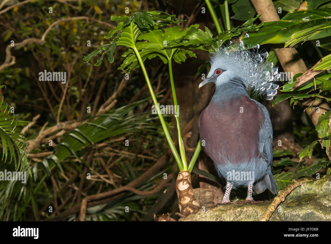 Eine Victoria gekrönte Taube im Central Park Zoo in New York City Stockfoto