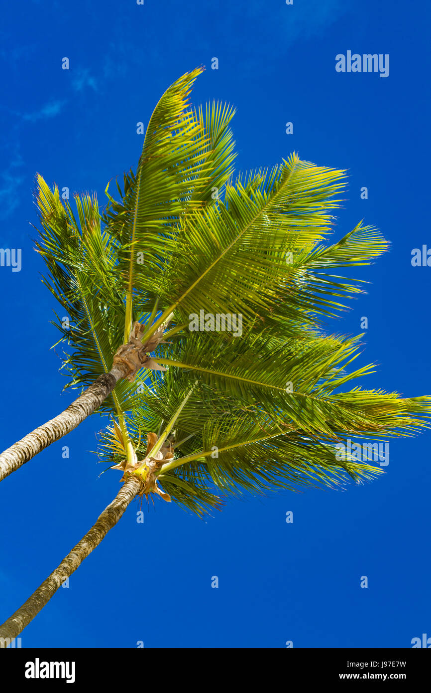 Blick auf Gruppe von Palmen am blauen Himmelshintergrund Stockfoto