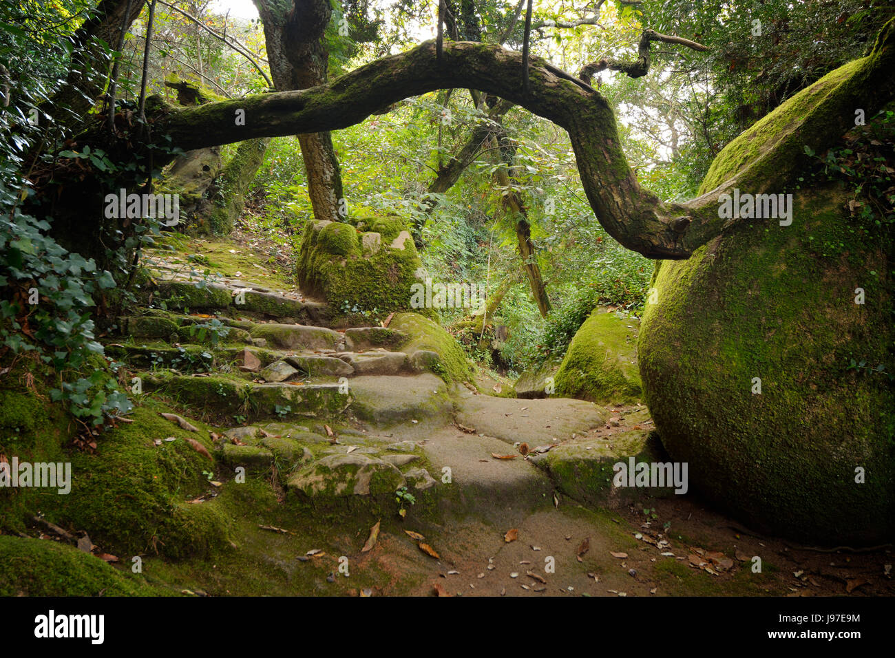 Einen alten Fußweg in den Wald des Klosters Capuchos, in der Mitte das Sintra-Gebirge. Ein UNESCO-Weltkulturerbe. Portugal Stockfoto