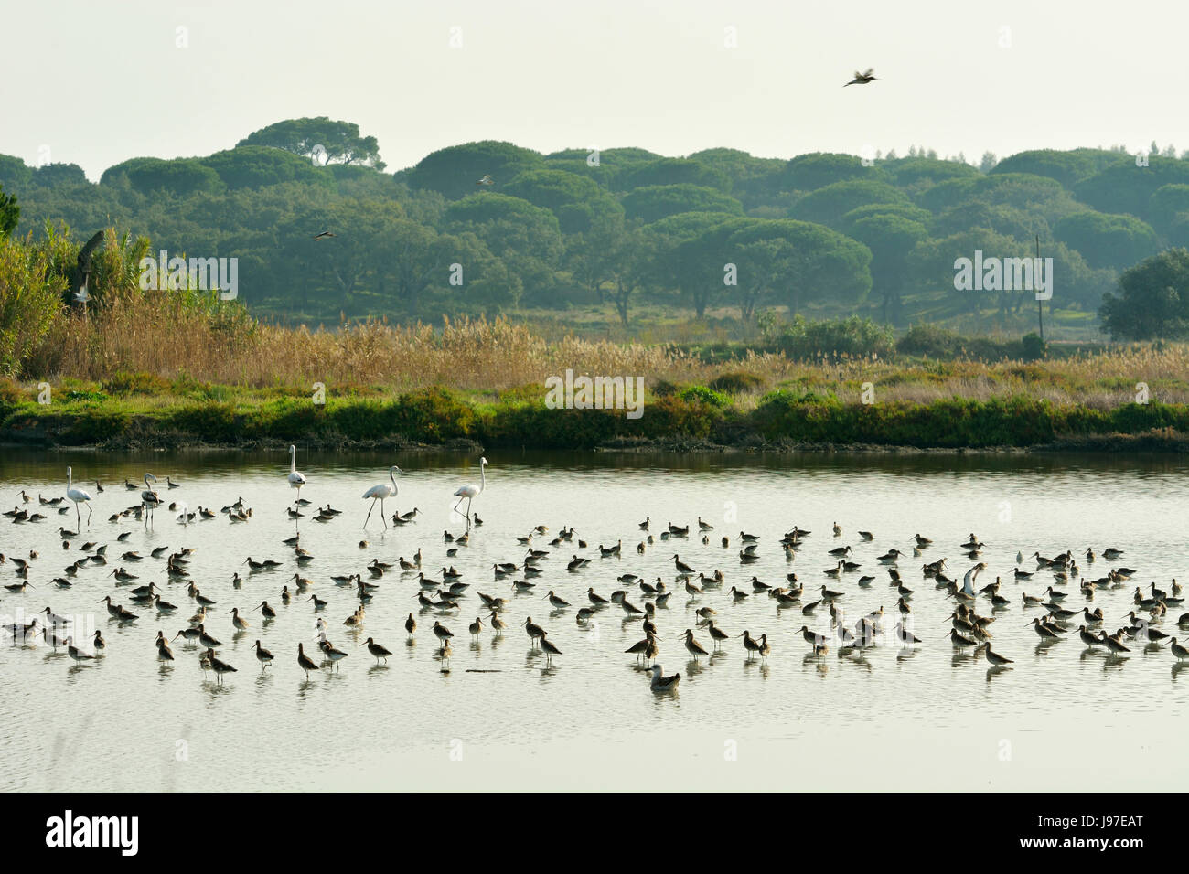 Uferschnepfen (Limosa Limosa) in der Sado-Mündung Naturschutzgebiet. Setubal, Portugal Stockfoto