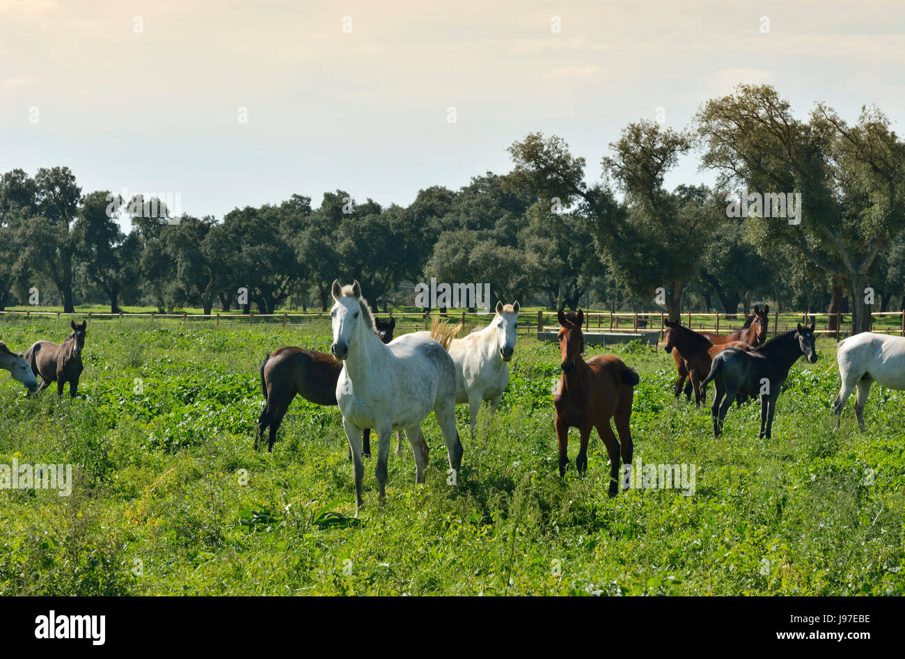 Lusitano portugiesischen Pferde in Rio Frio. Ein Purebreed von Portugal Stockfoto
