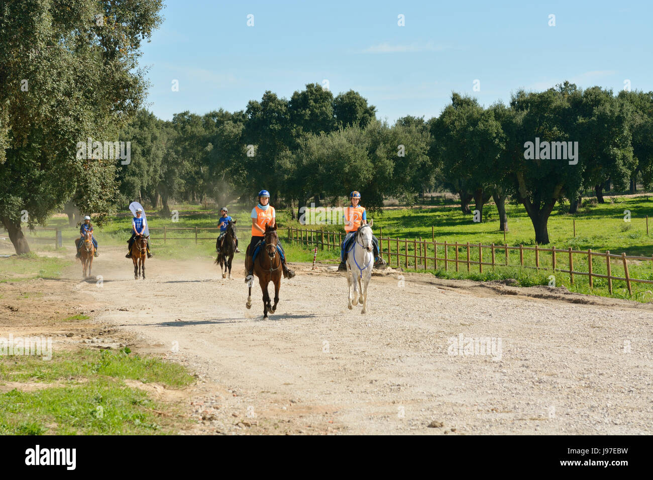 Lusitano portugiesischen Pferde in Rio Frio. Ein Purebreed von Portugal Stockfoto