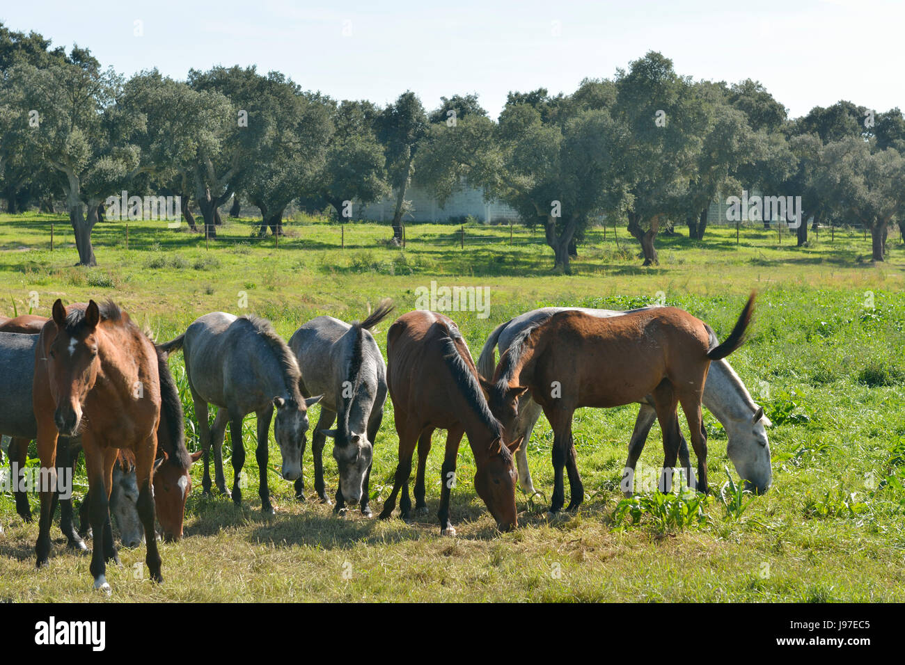 Lusitano portugiesischen Pferde in Rio Frio. Ein Purebreed von Portugal Stockfoto