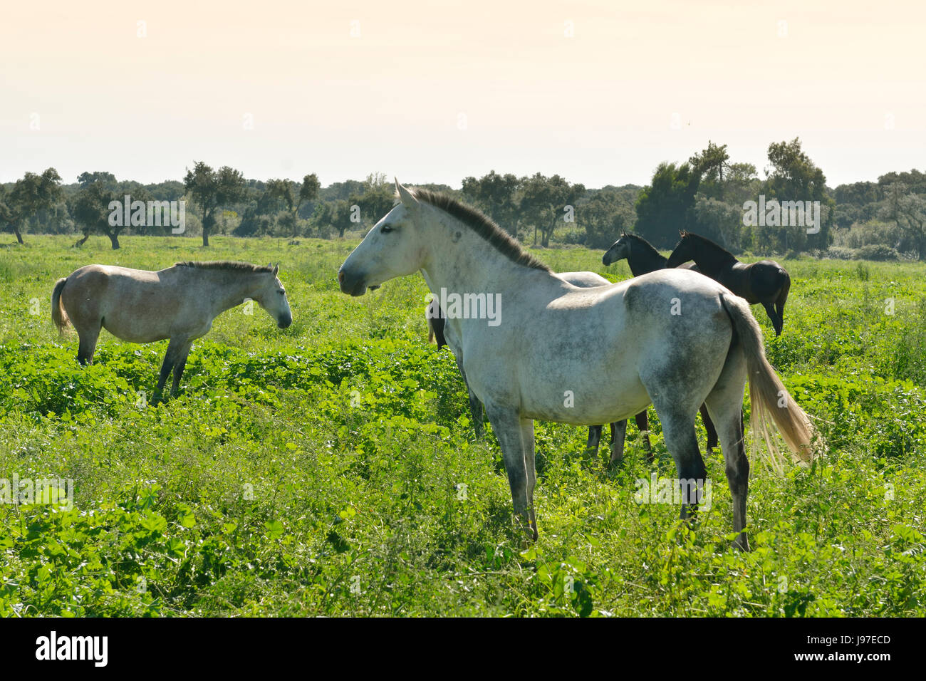 Lusitano portugiesischen Pferde in Rio Frio. Ein Purebreed von Portugal Stockfoto