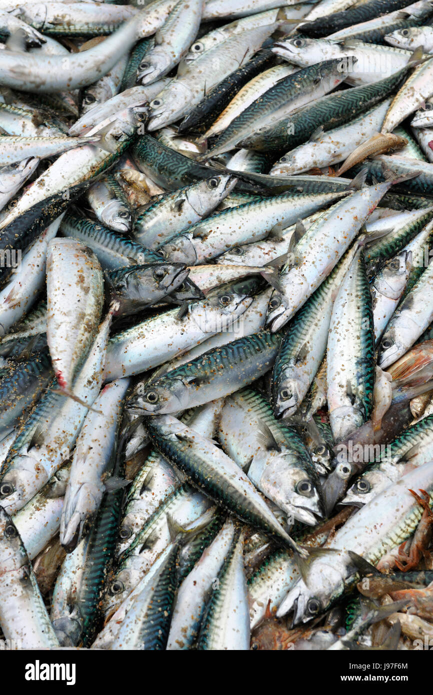 Döbel-Makrele (Scomber Japonicus) und Netze. Mira Strand, Portugal Stockfoto