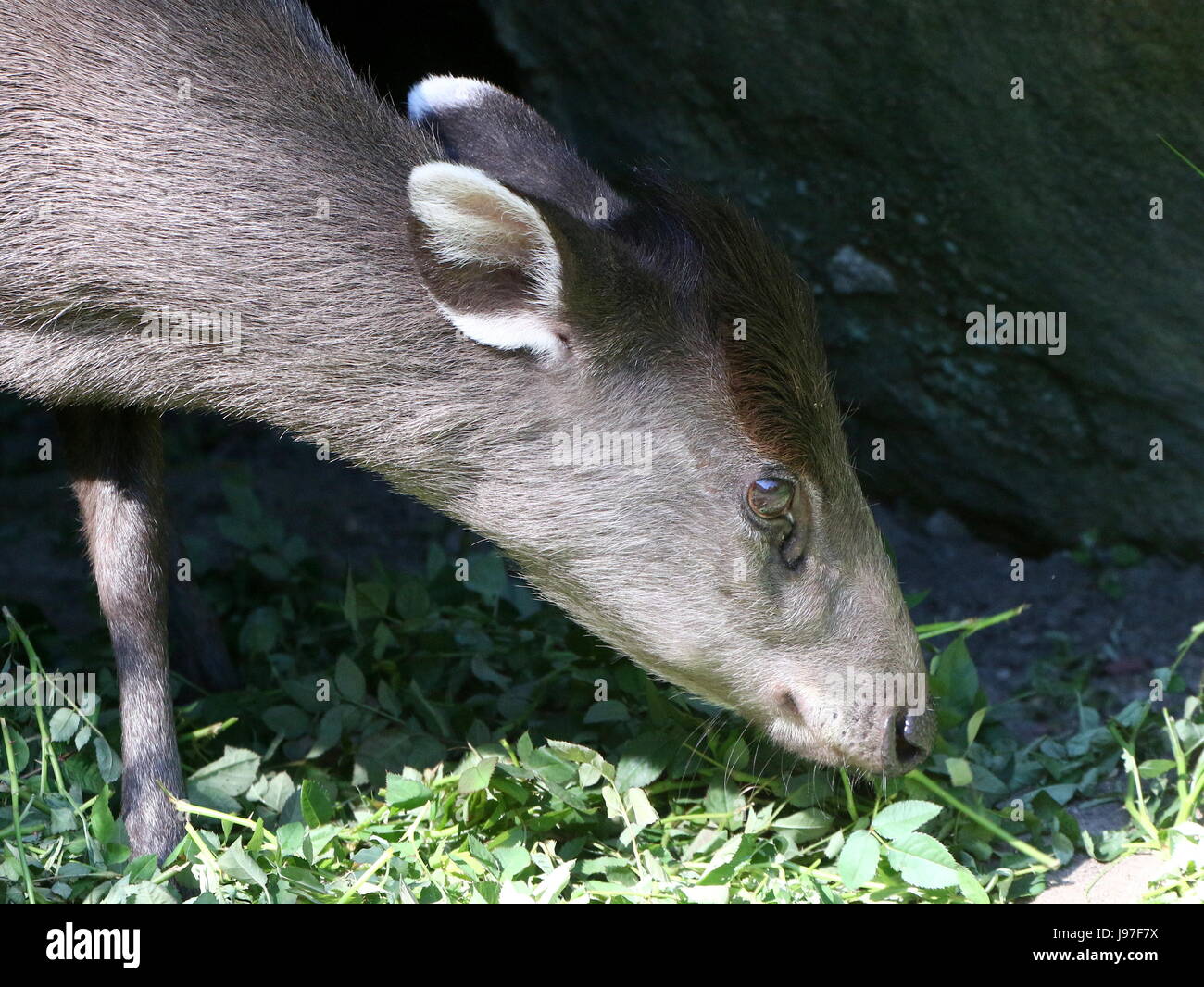 Chinesische getuftet Hirsch (Laphodus Cephalophus) in Nahaufnahme Stockfoto Chinesische getuftet Hirsch (Laphodus Cephalophus) in Nahaufnahme Stockfoto