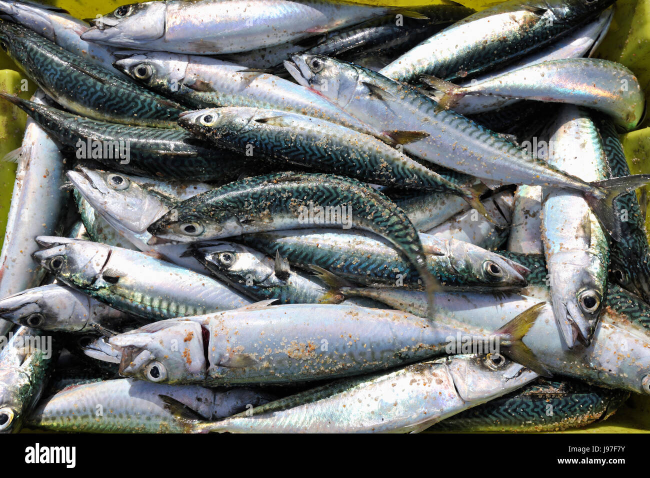 Döbel-Makrele (Scomber Japonicus) durch die traditionelle Fischerei Methode Xávega erwischt. Areão, Vagos. Portugal Stockfoto