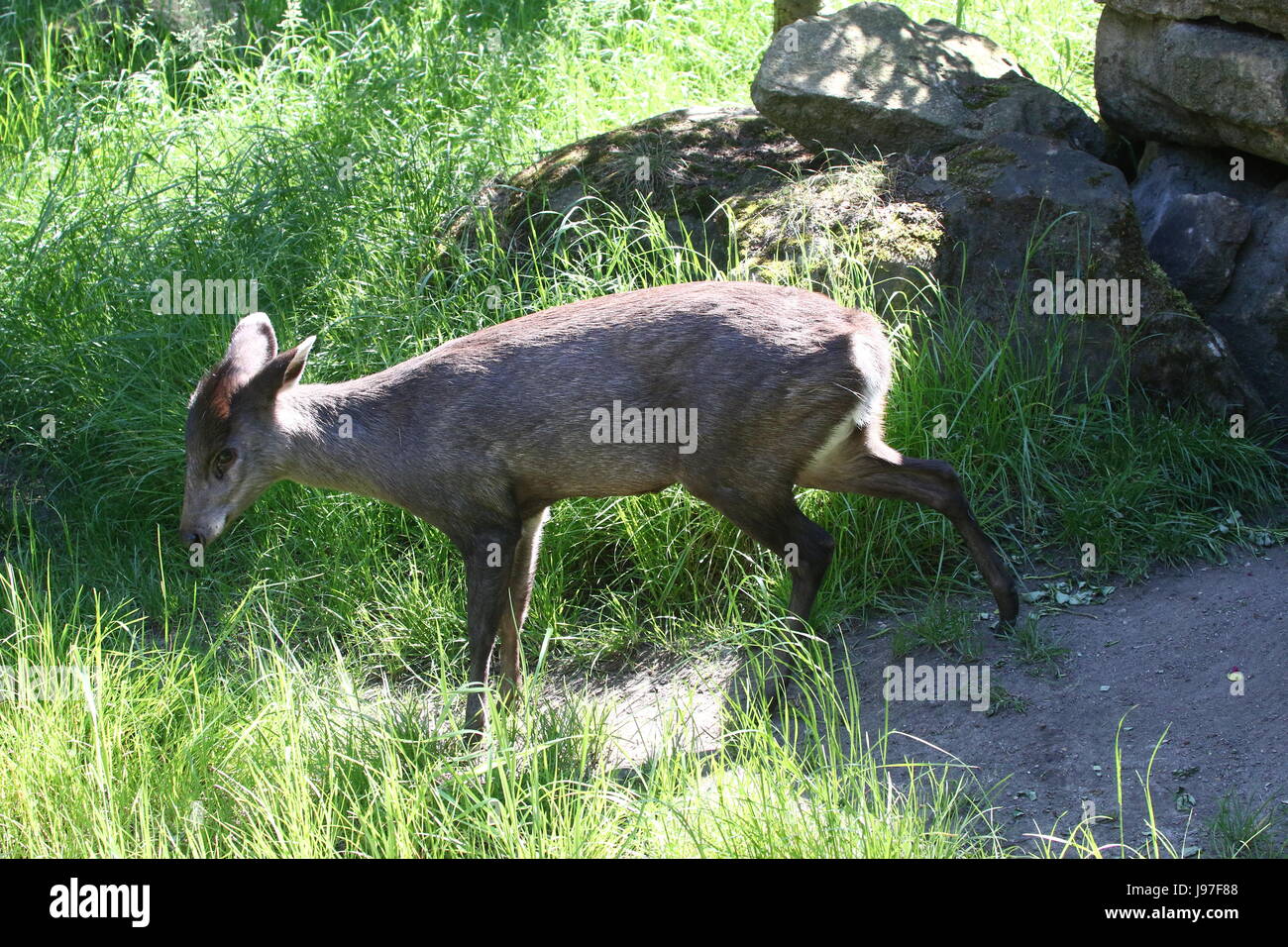 Chinesische getuftet Hirsch (Laphodus Cephalophus) in Nahaufnahme Stockfoto Chinesische getuftet Hirsch (Laphodus Cephalophus) in Nahaufnahme Stockfoto
