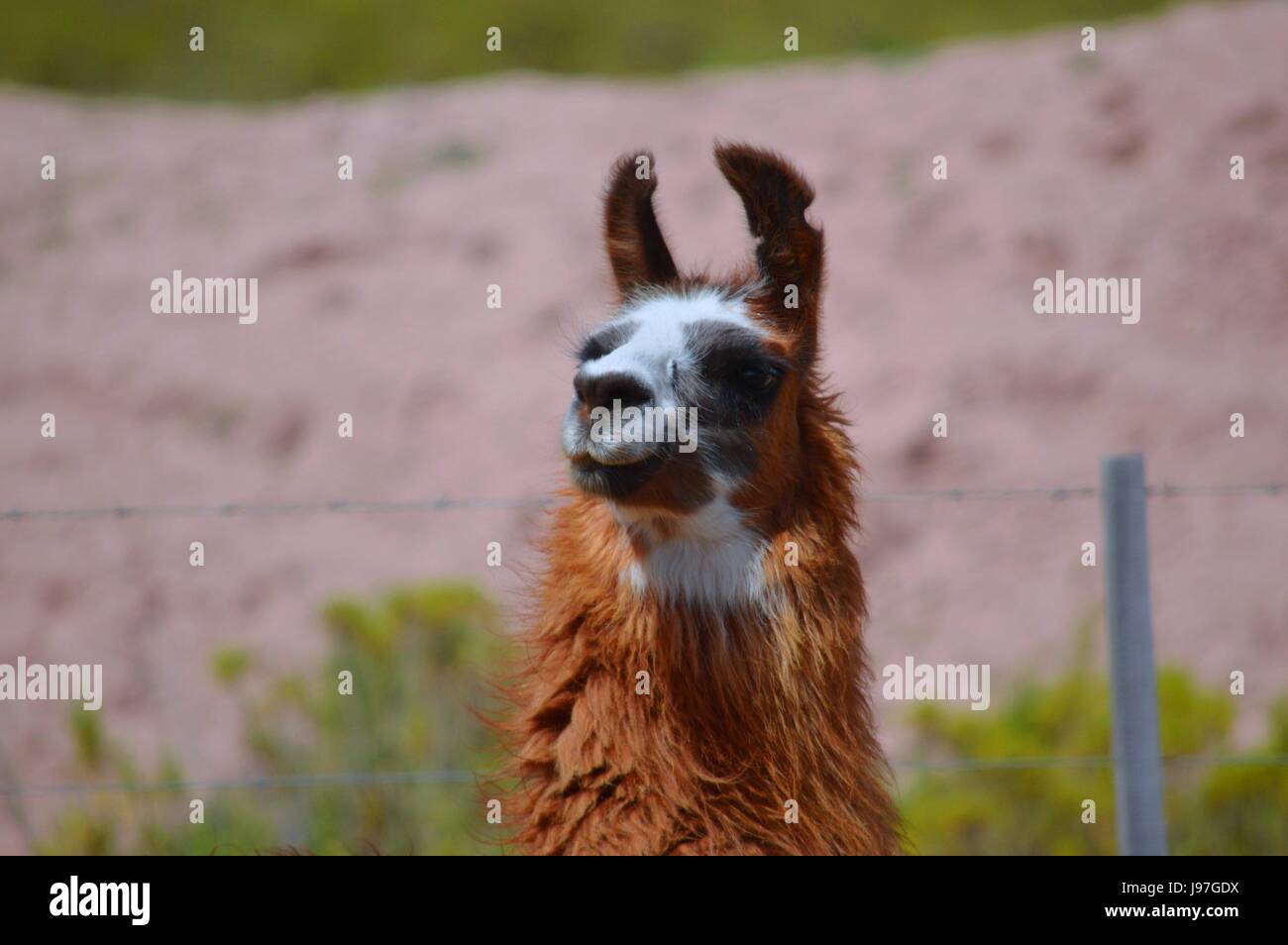 Schönes Foto von einem Lama, eine autochthone Tier von der lateinamerikanischen puna Stockfoto