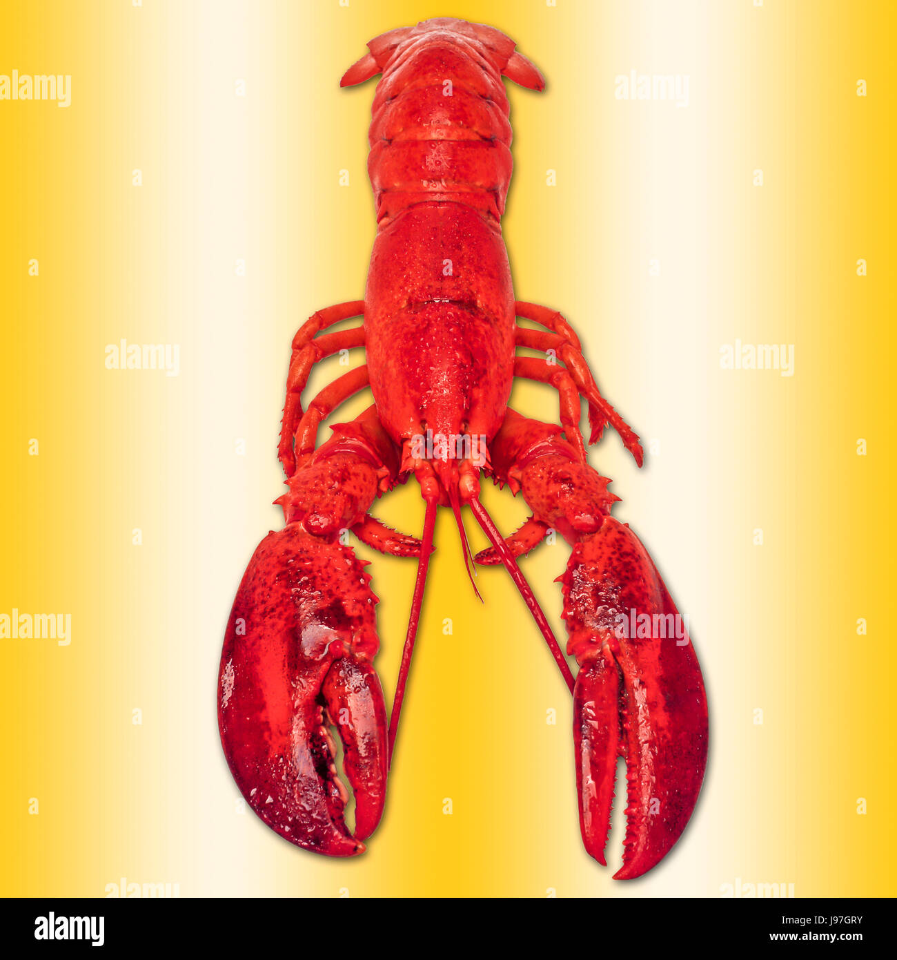 Leuchtend rote Hummer, in voller Größe vor dem goldenen farbigen Hintergrund isoliert Stockfoto