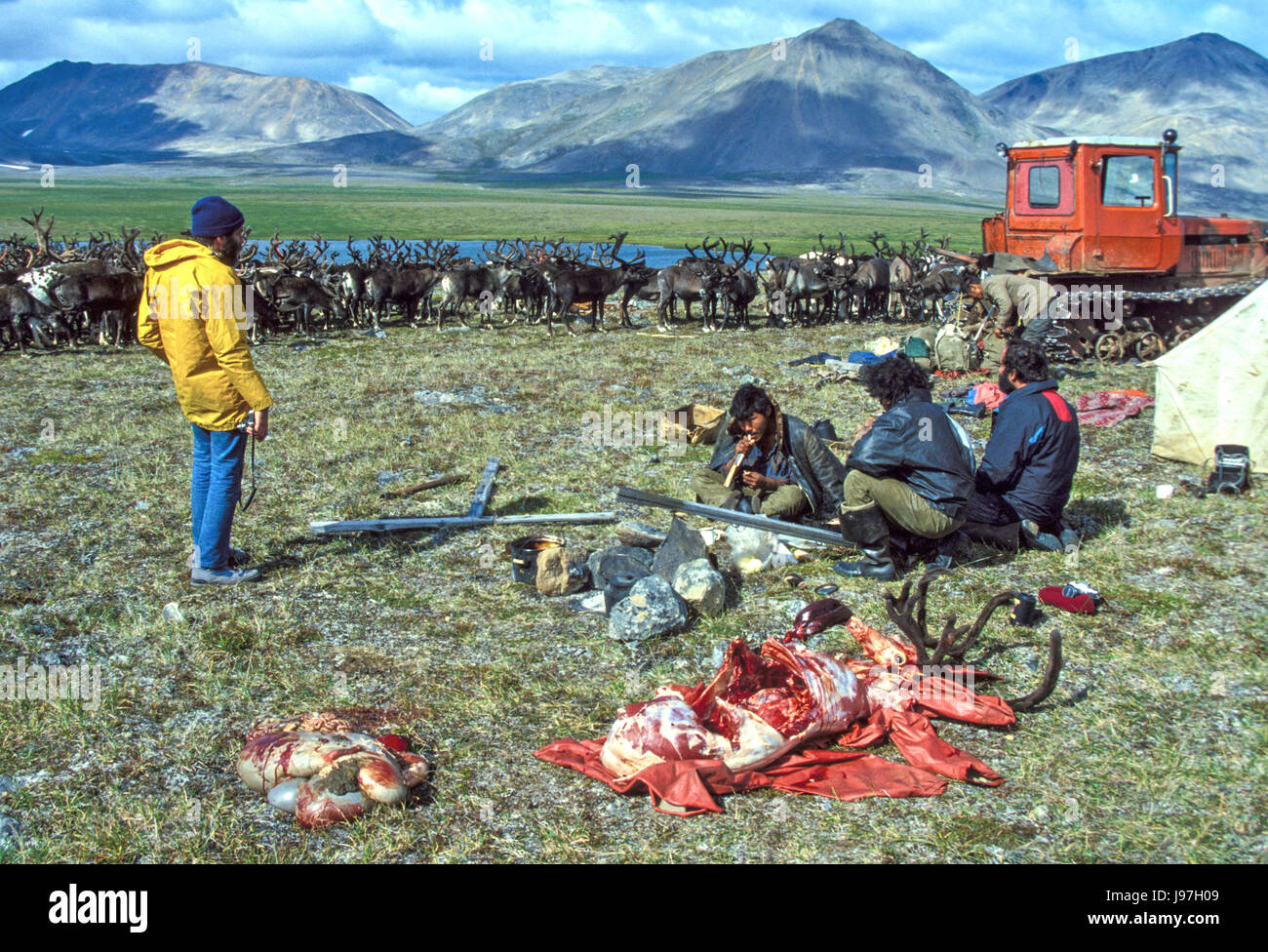 Ein Rentier für die Gäste eine nomadische Tschuktschen Rentierzüchter Jurte Lager auf der Tschuktschen oder Chukotka Halbinsel, in der russischen F Braten vorbereiten Stockfoto