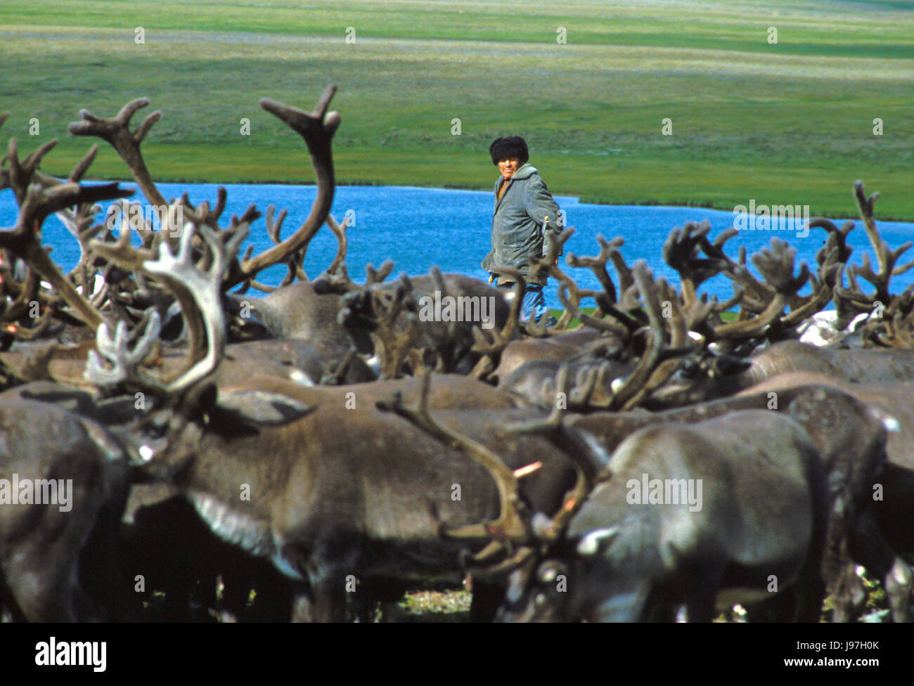 Nomadische Tschuktschen Rentierzüchter den Tschuktschen oder Chukotka Halbinsel, im russischen Fernen Osten. Stockfoto