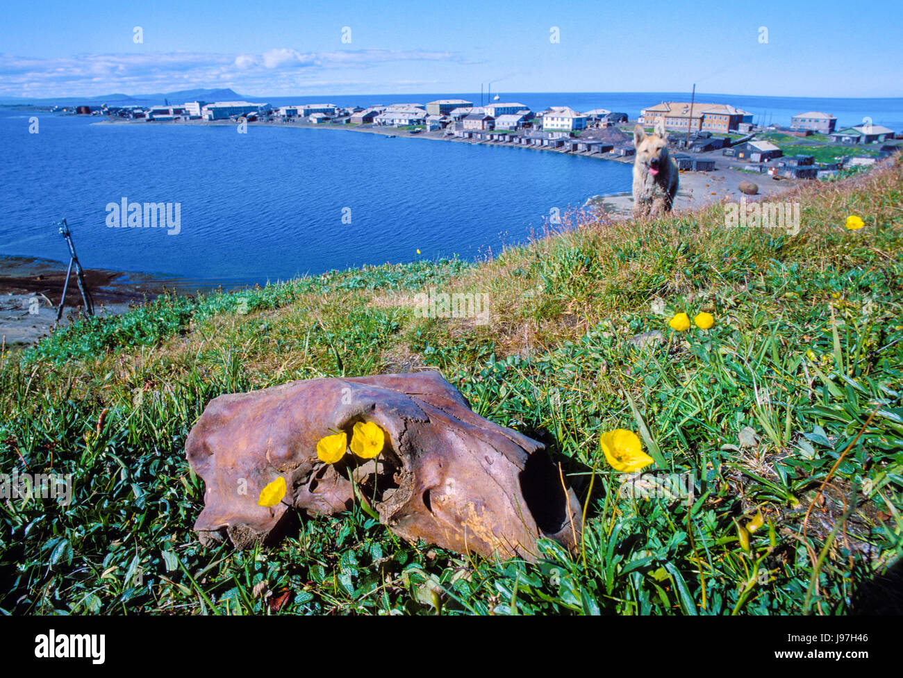 Fossilen Eisbär Schädel am Yupik Dorf Uelen, Tschukotka, Russlands Fernen Osten. Viele antike archäologische Stätten säumen die Gegend. Stockfoto