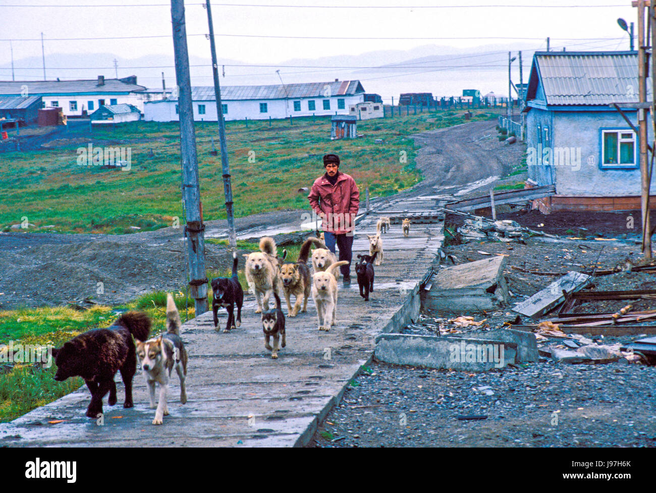 Schlittenhunde gehen für einen Spaziergang an der Yupik Dorf Uelen, Tschukotka, Russlands Fernen Osten. Stockfoto