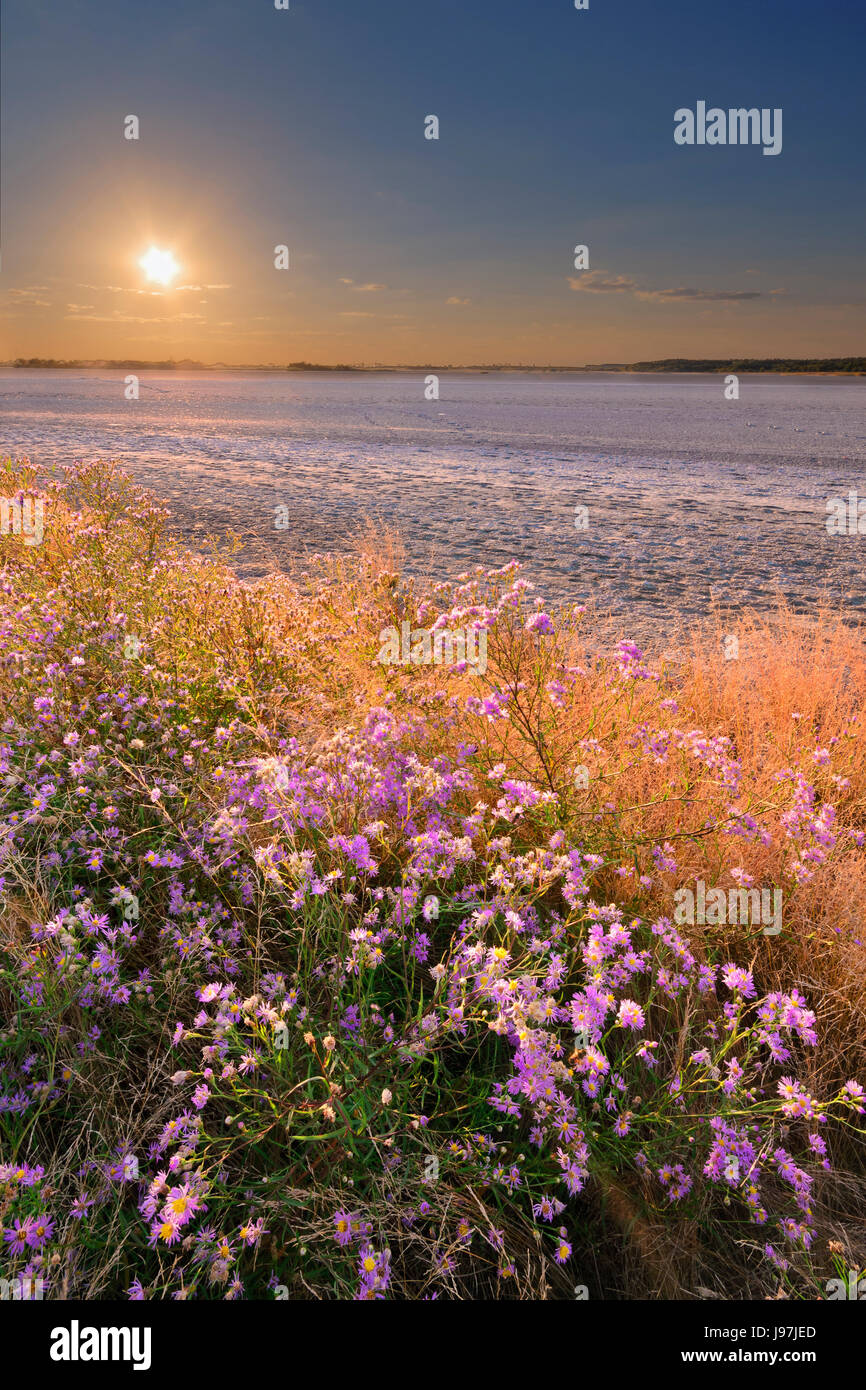 Ukraine, Dnepropetrovsk Region, Novomoskovskiy Bezirk, See Soleniy Lyman, lila Blüten von Wüste bei Sonnenuntergang Stockfoto