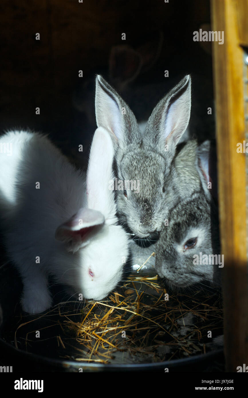 drei junge Kaninchen Trinkwasser in ihrem Käfig Stockfoto