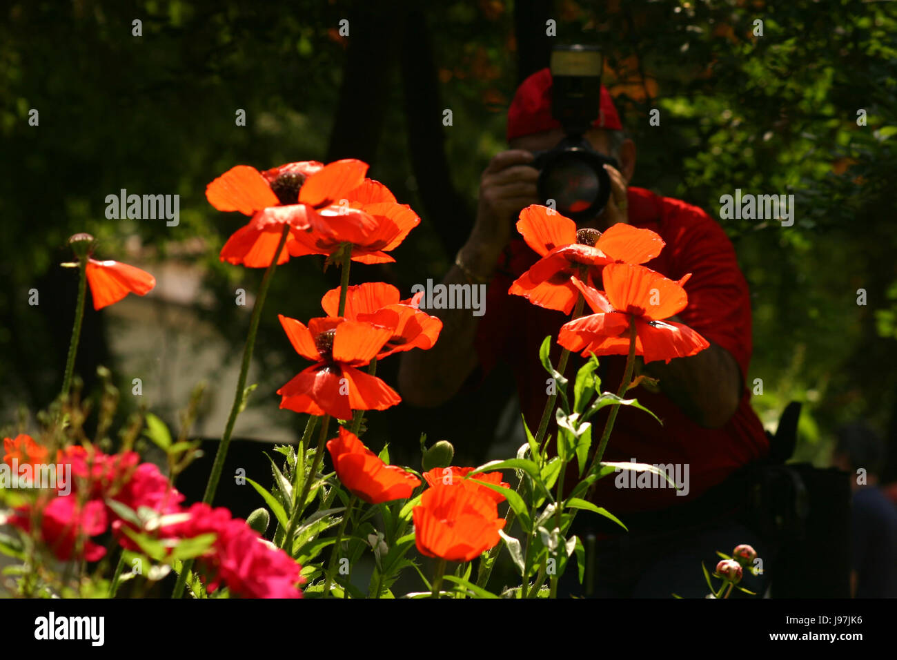 Mensch, die Bilder von schönen Mohn Blumen Stockfoto