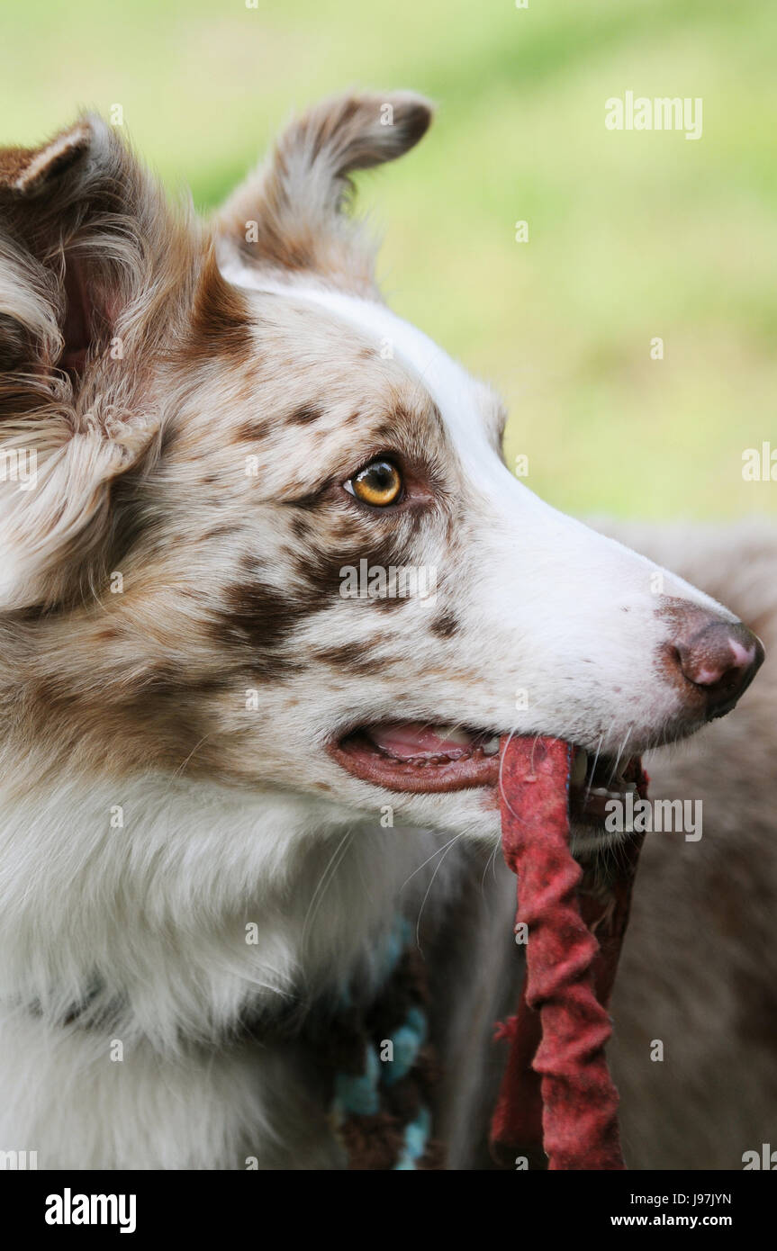 Border-Collie-Portrait Stockfoto