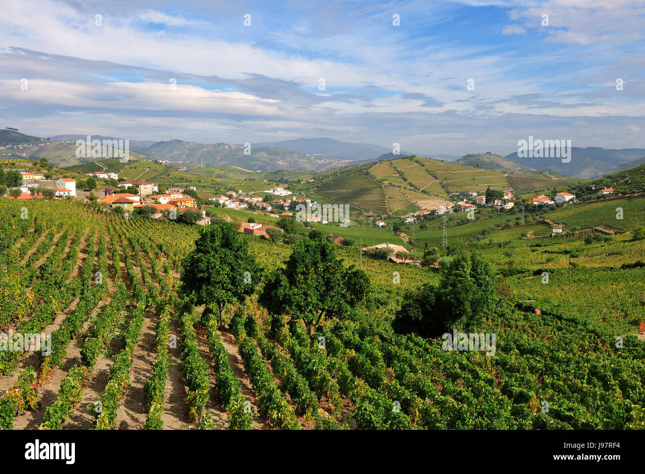 Weinberge in São João de Lobrigos, Santa Marta de Penaguião. Alto Douro, ein UNESCO-Weltkulturerbe. Portugal Stockfoto